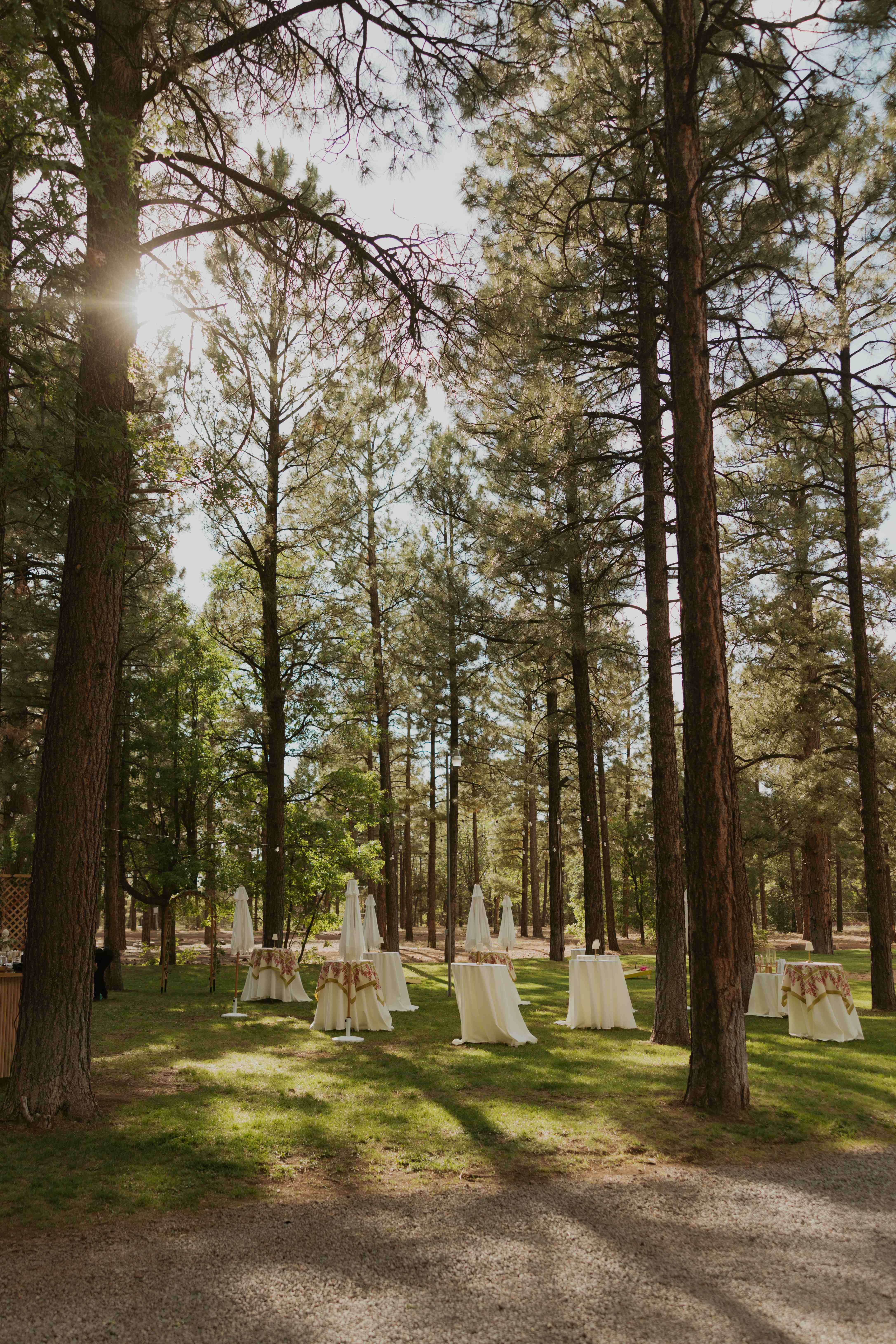 Wide view of the cocktail-hour cluster of white-linen tables in the forest with sun flaring through the trees