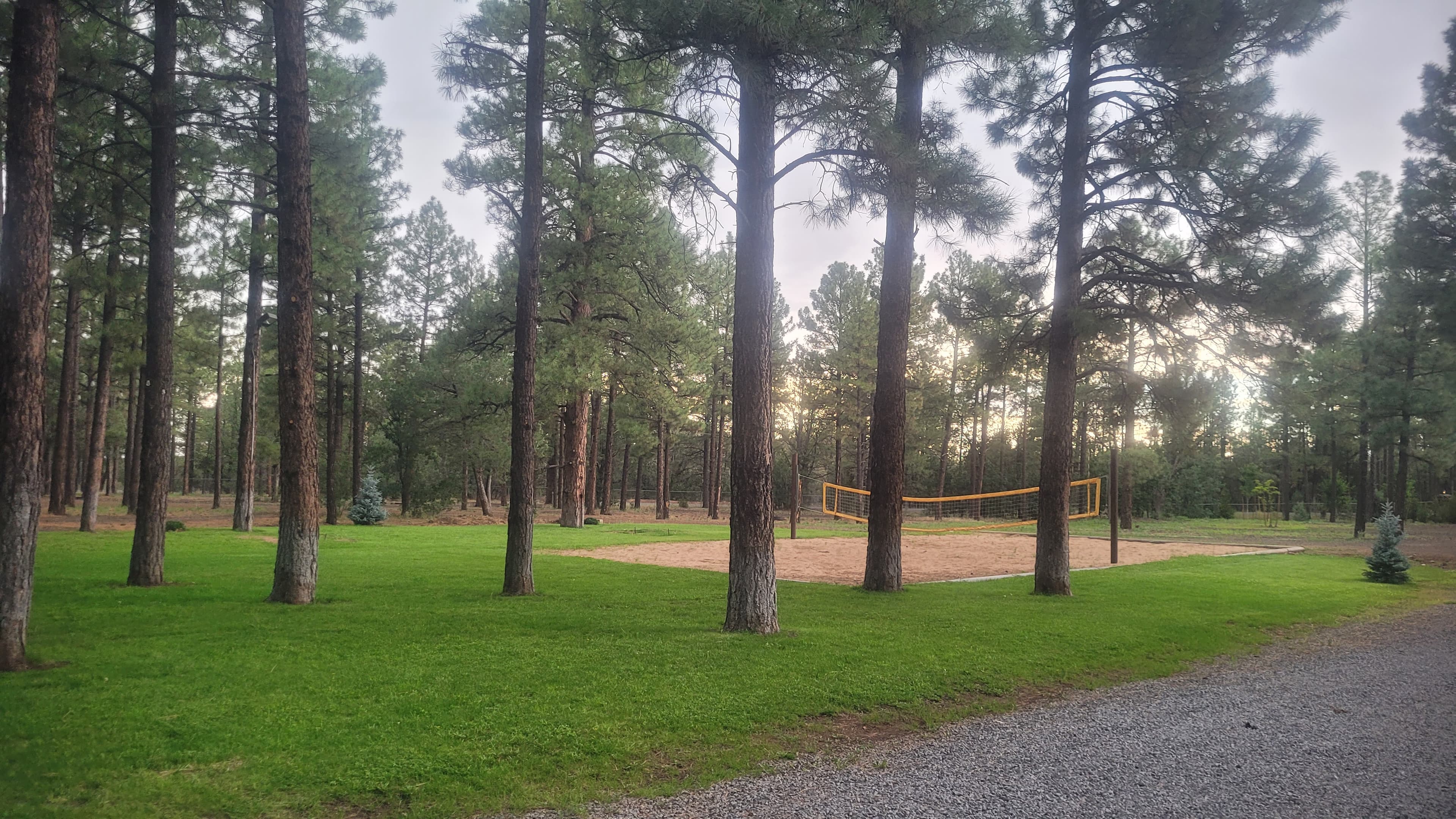 Sand volleyball court with yellow net set in a grassy clearing surrounded by tall ponderosa pines at dusk