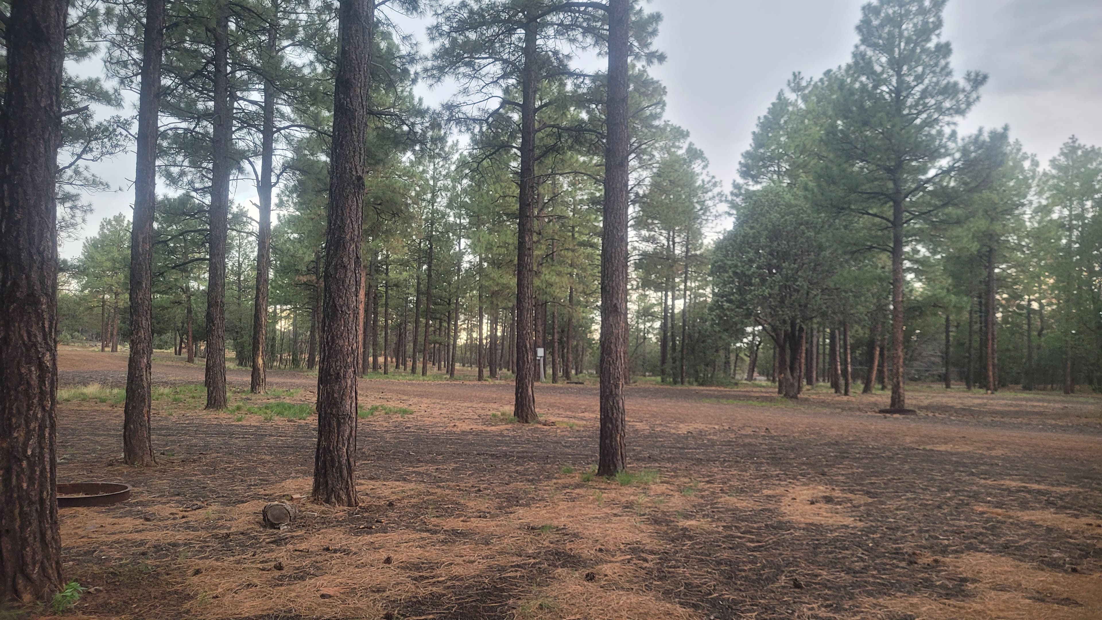 Campsite clearing with ponderosa pines, fire ring at lower left, and an RV hookup post visible in the center background