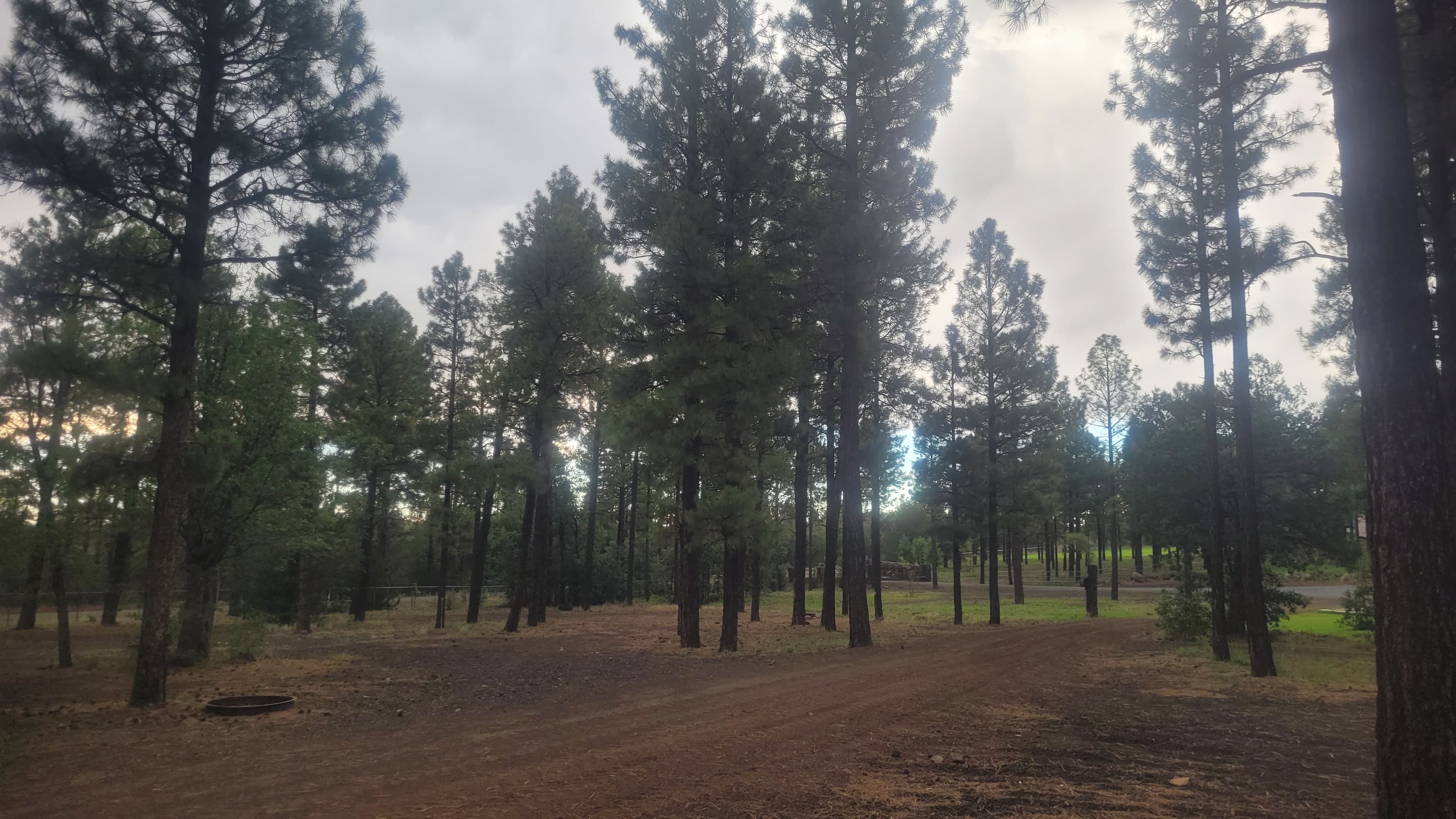 Wooded campsite clearing among ponderosa pines at dusk with a fire ring at lower left and green grass visible through the trees