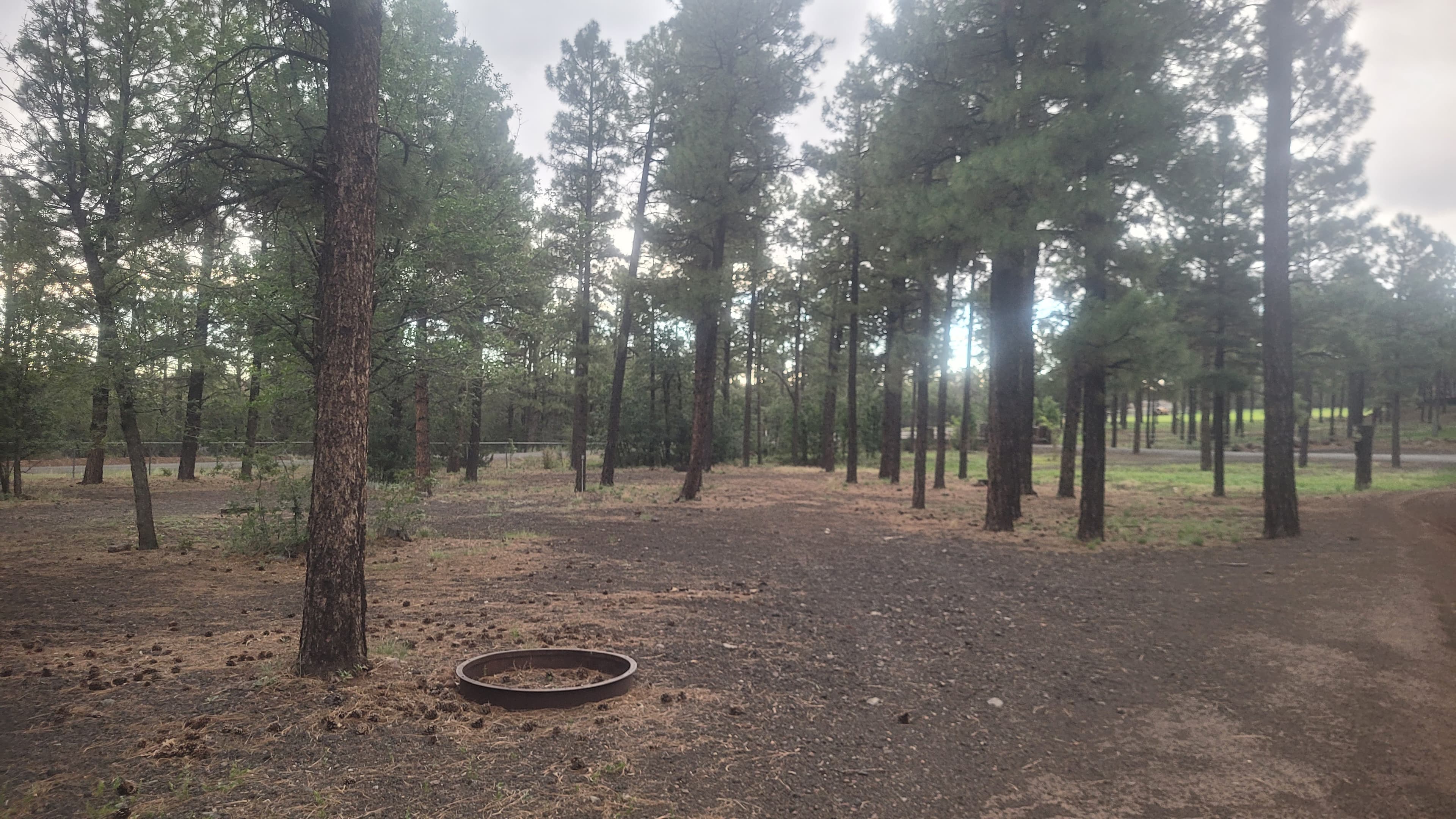 Shaded campsite clearing among tall ponderosa pines with a steel fire ring on the ground and gravel road at right
