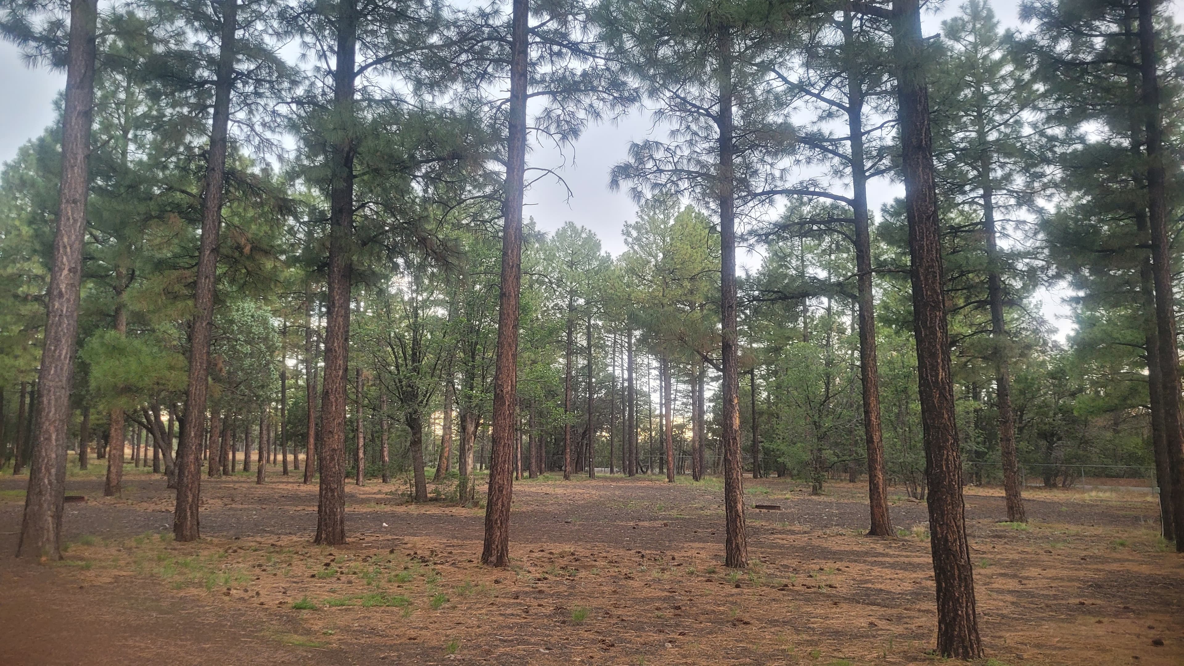 Wide open campground grove with tall ponderosa pines, pine needle floor, fire rings, and the ramada visible in the background